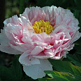 Пион древовидный Розовая пудра Пион древовидный Розовая пудра