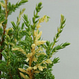 Можжевельник Hibernica Variegata