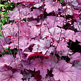 Гейхера гибридная Джорджия Плам