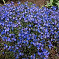 Вероника (Змеиная трава) цветоножковая Georgia Blue