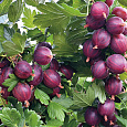 Крыжовник Пурмен Крыжовник Пурмен