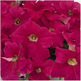 Петуния грандифлора Саксесс 360° Дип Роуз
