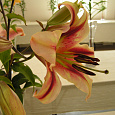 Лилия От гибрид Touch