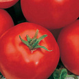 Томат Эффект Томат Эффект