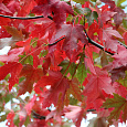 Клен Фримана Jeffersred Клен Фримана Jeffersred