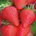 Земляника садовая Олимпия Земляника садовая Олимпия