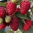 Малина ремонтантная Носорог