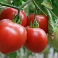 Томат Сердолик Томат Сердолик