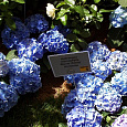 Гортензия крупнолистовая Блау Цверг