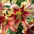 Лилия от-гибрид Олимпик Флейм