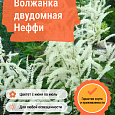 Волжанка двудомная Неффи