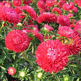 Астра низкорослая Красный ковер