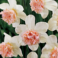 Нарцисс махровый Рози Клауд