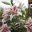 Лилия восточная Солюшн