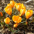 Крокус Крупноцветковый Yellow Mammouth