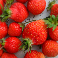 Земляника садовая Надежда Земляника садовая Надежда