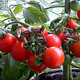 Томат Рябиновые бусы Томат Рябиновые бусы