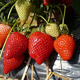 Земляника садовая Олимпия Земляника садовая Олимпия