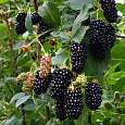 Ежевика садовая Black Butte