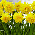 Нарцисс махровый Тет де Люкс
