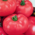 Томат Розовый гигант Томат Розовый гигант