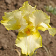 Ирис германский Primrose  Drift Ирис германский Primrose  Drift