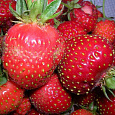 Земляника (Клубника) садовая Московский деликатес Земляника (Клубника) садовая Московский деликатес