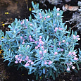 Андромеда многолистная Блу Лагун