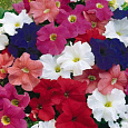 Петуния грандифлора Дримс микс