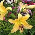 Лилия ОТ-гибрид Понтиак