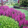 Астильба китайская Вижнс Астильба китайская Вижнс