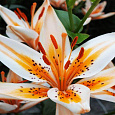 Лилия азиатская Орaндж Электрик