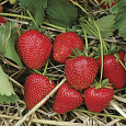 Земляника садовая Кристин Земляника садовая Кристин
