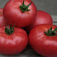 Томат Сахарок Томат Сахарок