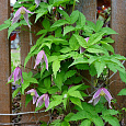 Клематис (Ломонос) гибридный Columella