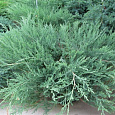 Можжевельник горизонтальный Hughes
