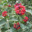 Калина городовина Mogican