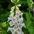 Наперстянка Далматин Вайт