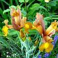 Ирис  Bronze Beauty Ирис  Bronze Beauty