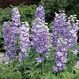 Дельфиниум гибридный Мэджик Фонтейн Лавендер Вайт Би