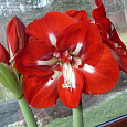 Амариллис простой Старгейзер