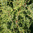 Можжевельник Hibernica Variegata