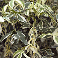 Клен ясенелистный Variegata Клен ясенелистный Variegata