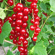 Смородина красная Фертоди