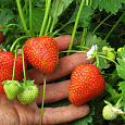 Земляника садовая Кристин Земляника садовая Кристин