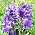 Ирис германский Blenheim  Royal