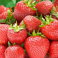 Земляника садовая Берегиня