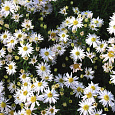 Астра кустарниковая Schneekissen