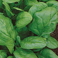 Шпинат Жирнолистный