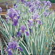 Ирис бледный Albo variegata Ирис бледный Albo variegata